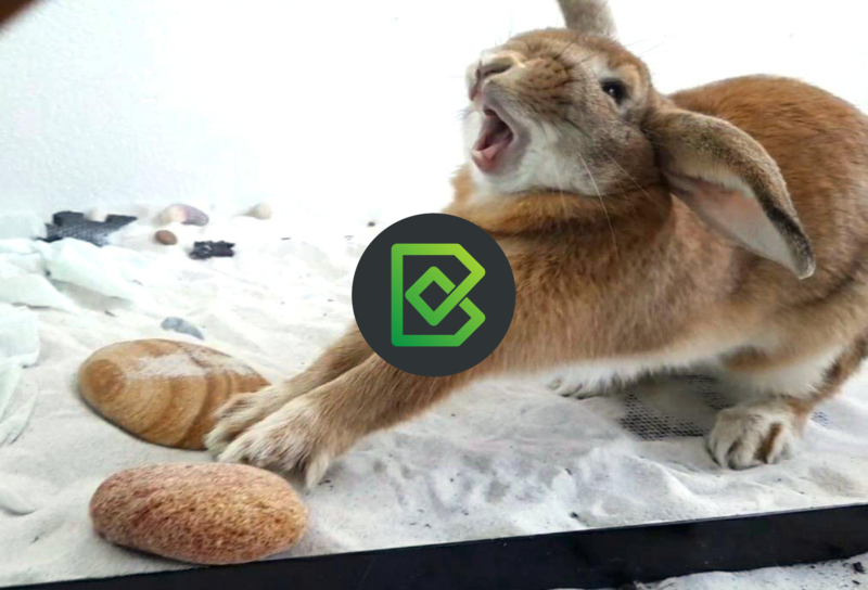 Bonsai release artwork showing a rabbit with the Bonsai logo